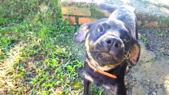 Cachorro ra a Sem raça definida idade 2 a 6 meses nome Cebola