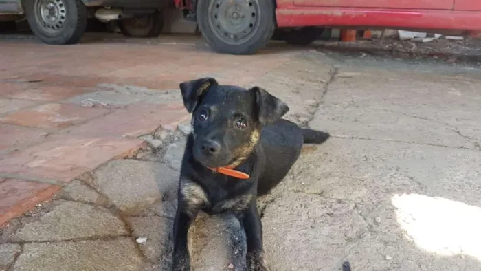 Cachorro ra a Sem raça definida idade 2 a 6 meses nome Cebola