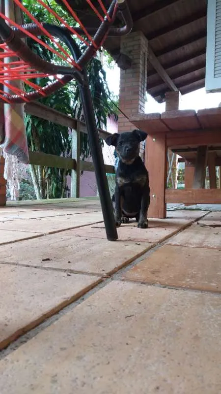 Cachorro ra a Sem raça definida idade 2 a 6 meses nome Cebola