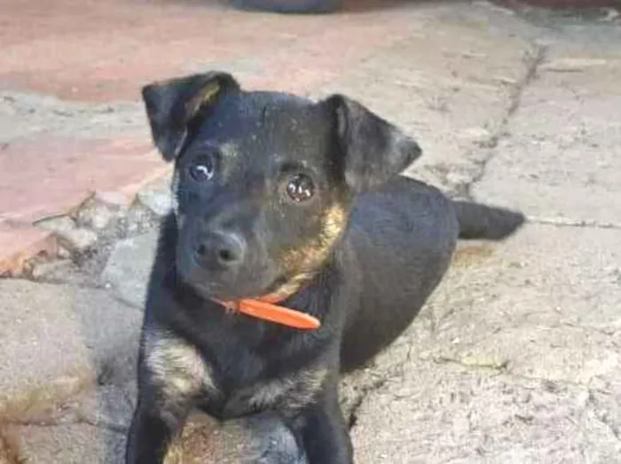 Cachorro ra a Sem raça definida idade 2 a 6 meses nome Cebola