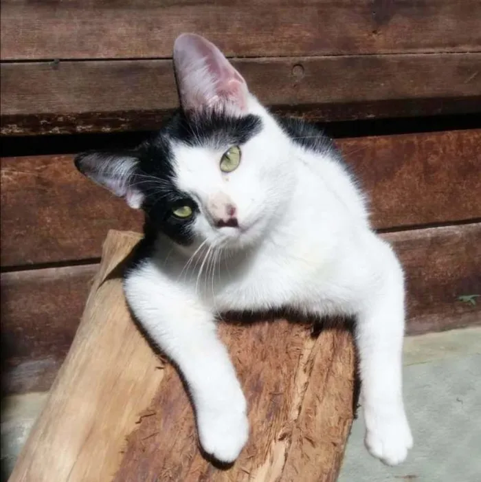 Gato ra a srd idade 1 ano nome Frajola