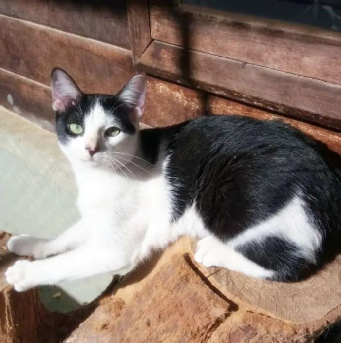 Gato ra a srd idade 1 ano nome Frajola