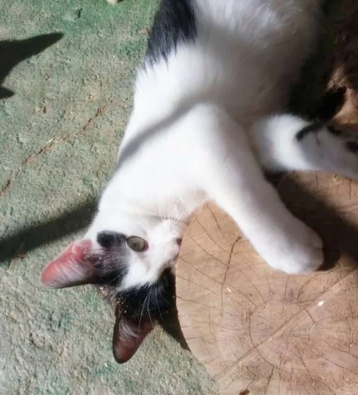 Gato ra a srd idade 1 ano nome Frajola