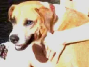 Cachorro raça Sem raça  idade 5 anos nome Luna