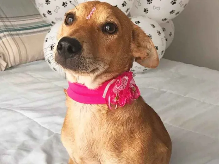 Cachorro ra a Sem Raça Definida  idade 2 a 6 meses nome Estrela