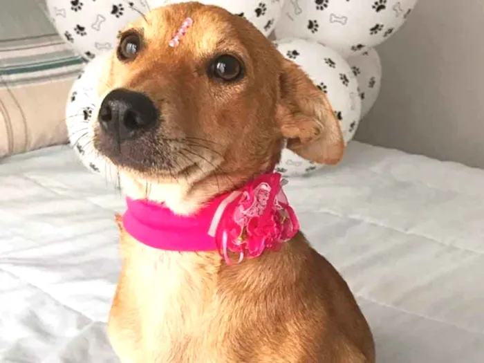 Cachorro ra a Sem Raça Definida  idade 2 a 6 meses nome Estrela