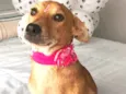 Estrela
