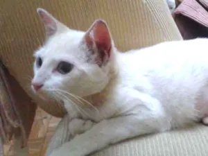 Gato raça não sei idade 7 a 11 meses nome Milla