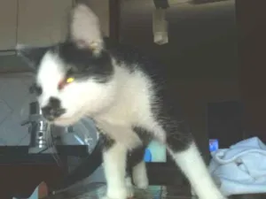 Gato raça Gato idade 7 a 11 meses nome Não tem