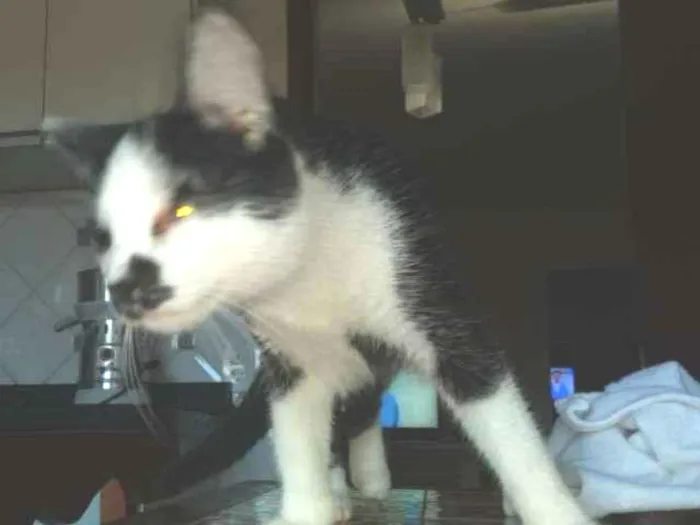 Gato ra a Gato idade 7 a 11 meses nome Não tem