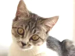 Gato raça SRD idade 2 a 6 meses nome Kira