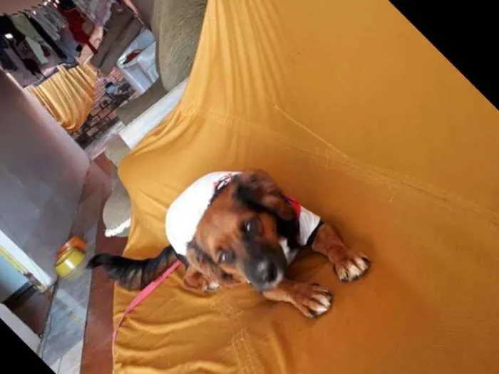 Cachorro ra a  idade 7 a 11 meses nome Lilika