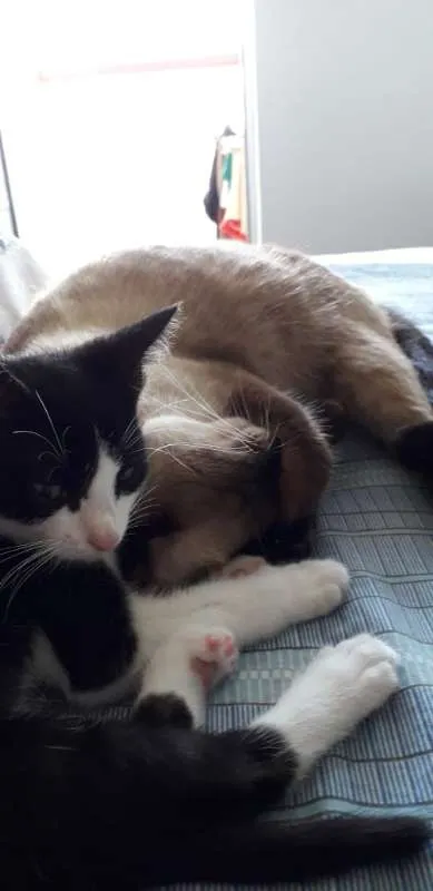 Gato ra a  idade 2 a 6 meses nome Gatim