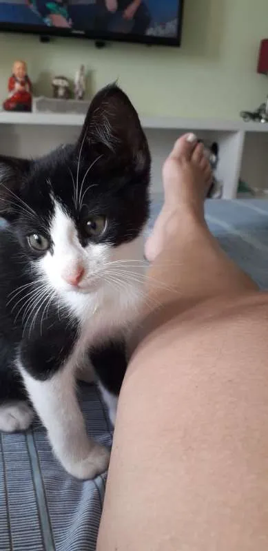 Gato ra a  idade 2 a 6 meses nome Gatim