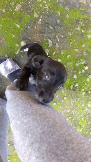 Cachorro raça Indefinida idade 2 a 6 meses nome Não demos nome