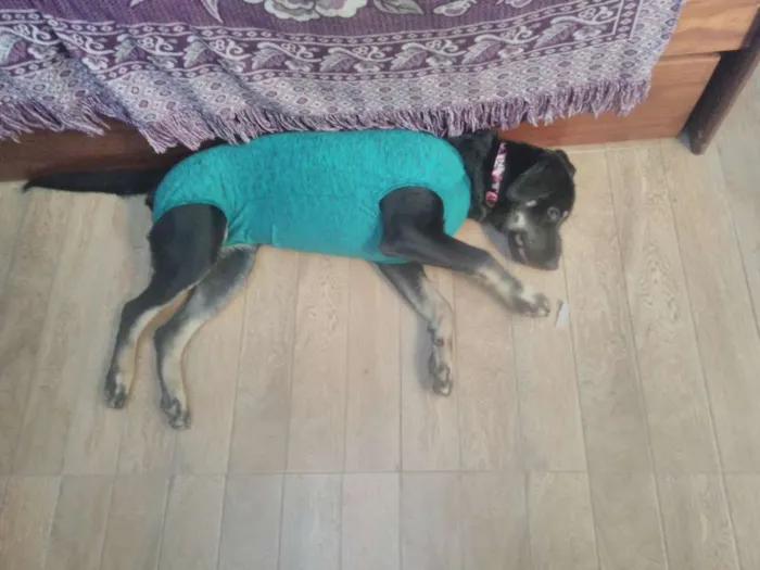 Cachorro ra a SRD idade 7 a 11 meses nome Bettina