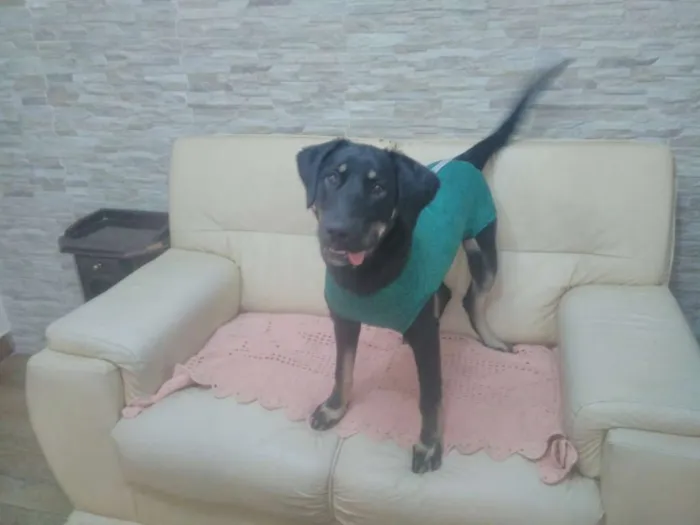 Cachorro ra a SRD idade 7 a 11 meses nome Bettina
