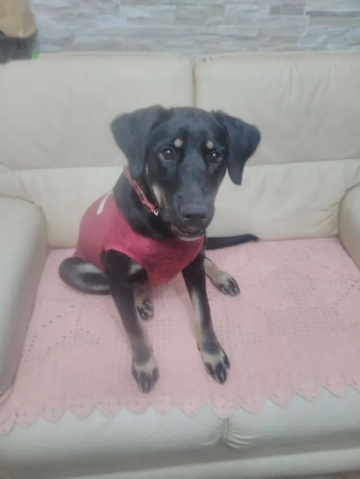 Cachorro ra a SRD idade 7 a 11 meses nome Bettina