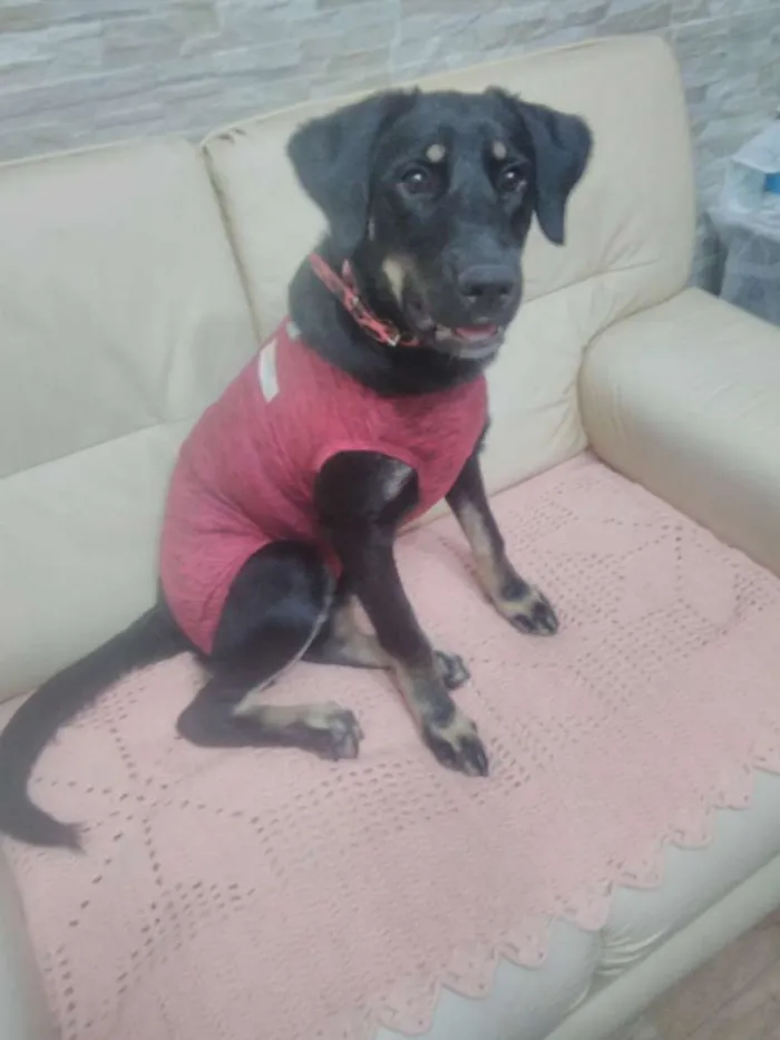 Cachorro ra a SRD idade 7 a 11 meses nome Bettina