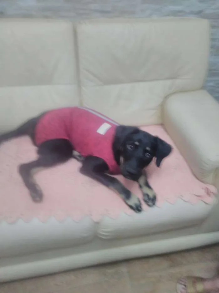 Cachorro ra a SRD idade 7 a 11 meses nome Bettina