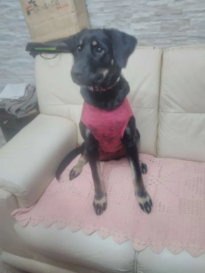 Cachorro ra a SRD idade 7 a 11 meses nome Bettina