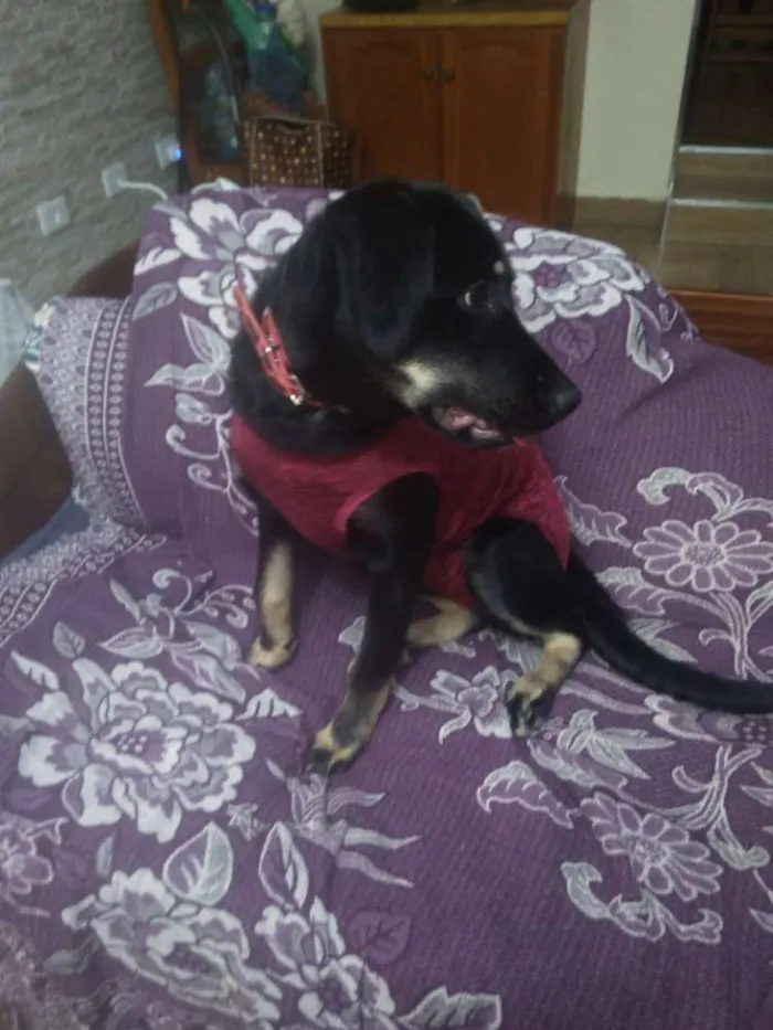 Cachorro ra a SRD idade 7 a 11 meses nome Bettina