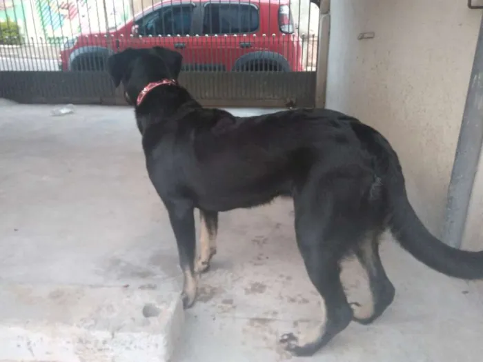 Cachorro ra a SRD idade 7 a 11 meses nome Bettina