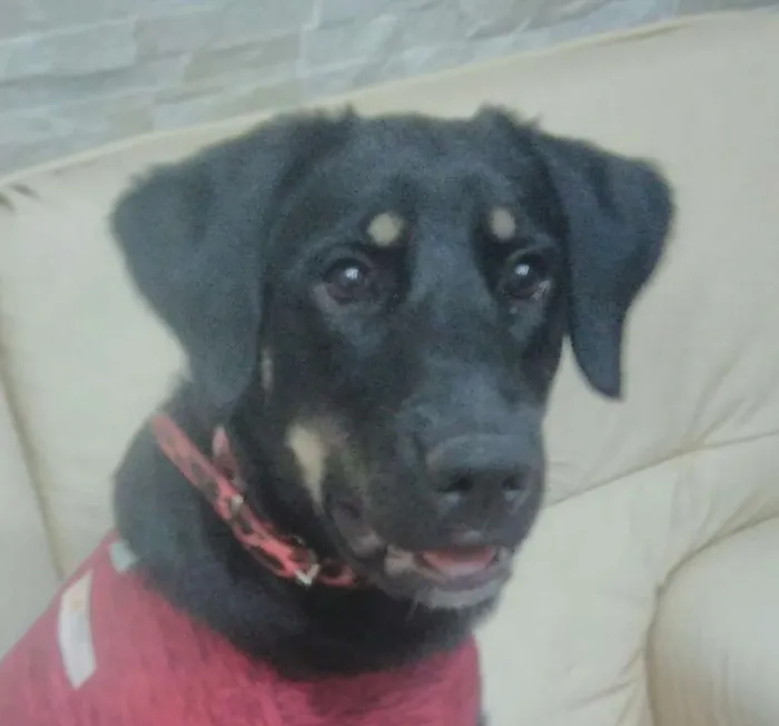 Cachorro ra a SRD idade 7 a 11 meses nome Bettina