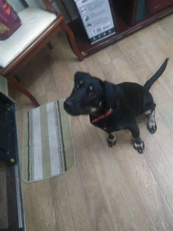 Cachorro ra a SRD idade 7 a 11 meses nome Bettina