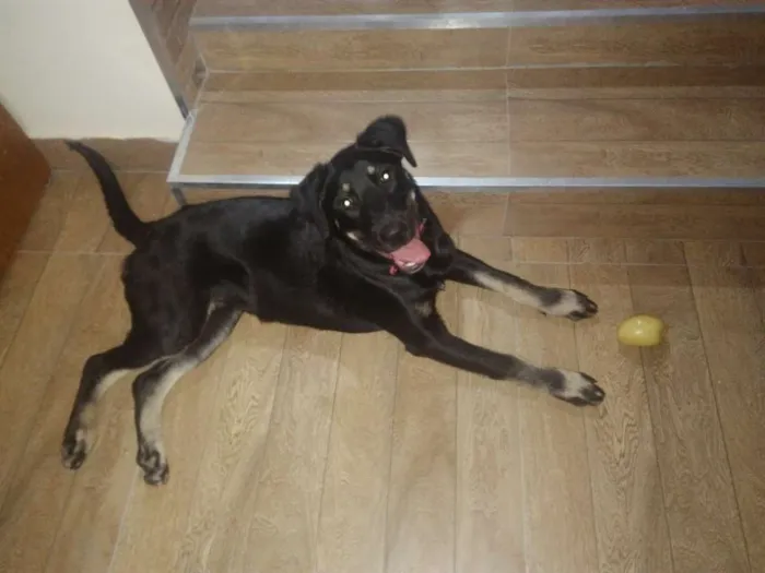 Cachorro ra a SRD idade 7 a 11 meses nome Bettina