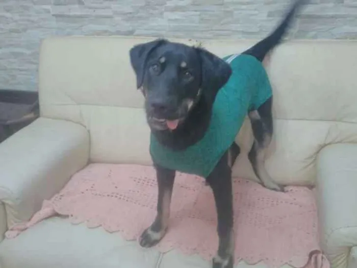 Cachorro ra a SRD idade 7 a 11 meses nome Bettina