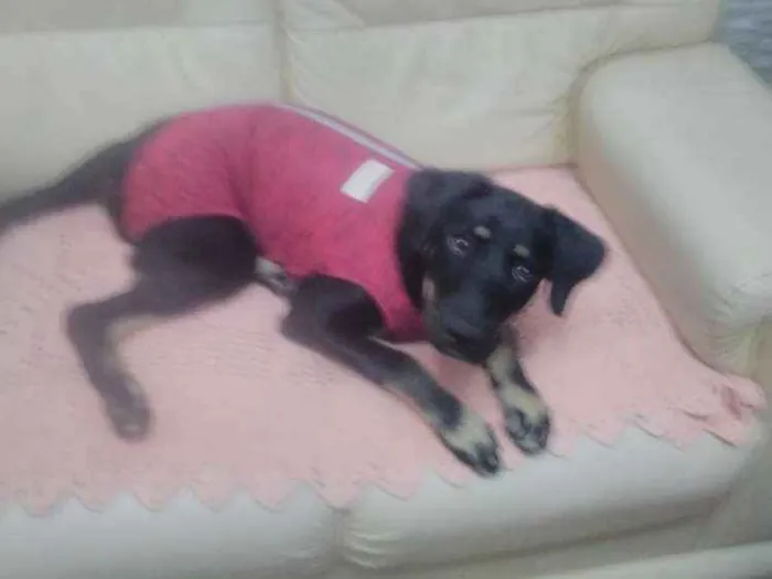 Cachorro ra a SRD idade 7 a 11 meses nome Bettina