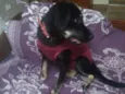 Bettina