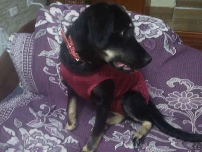 Cachorro ra a SRD idade 7 a 11 meses nome Bettina