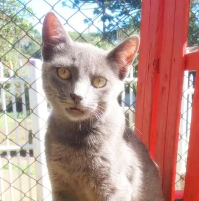 Gato ra a srd idade 2 a 6 meses nome Miu