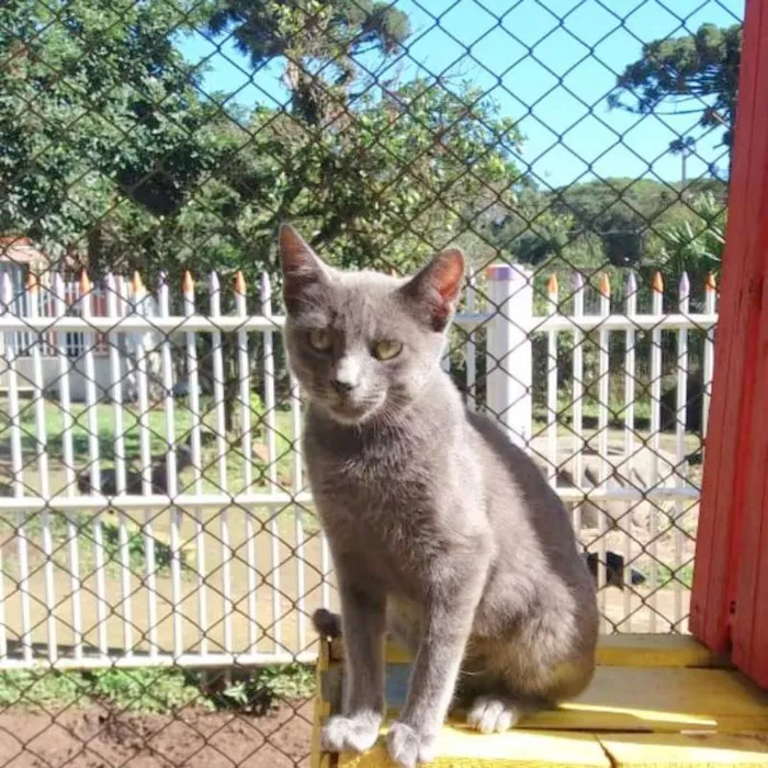 Gato ra a srd idade 2 a 6 meses nome Miu