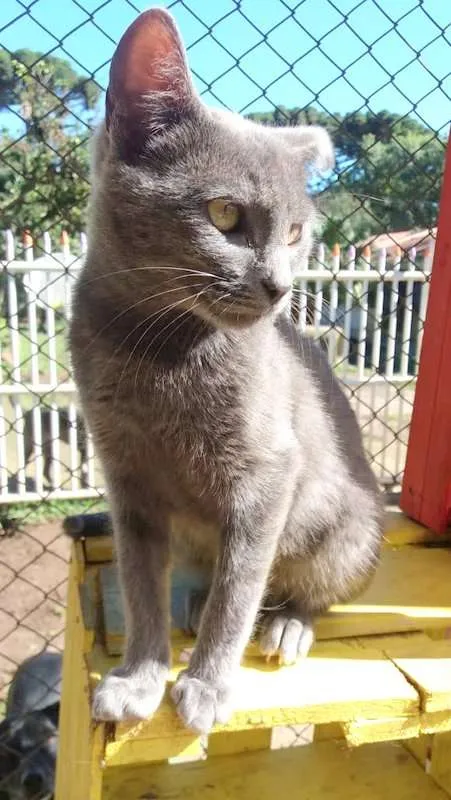 Gato ra a srd idade 2 a 6 meses nome Miu