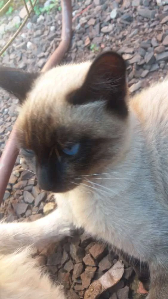 Gato ra a siamês idade 2 a 6 meses nome luca