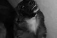 Tuca