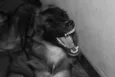 Tuca
