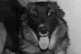 Tuca