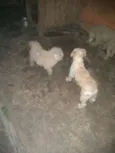 Pitter e lessy