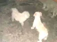 Pitter e lessy