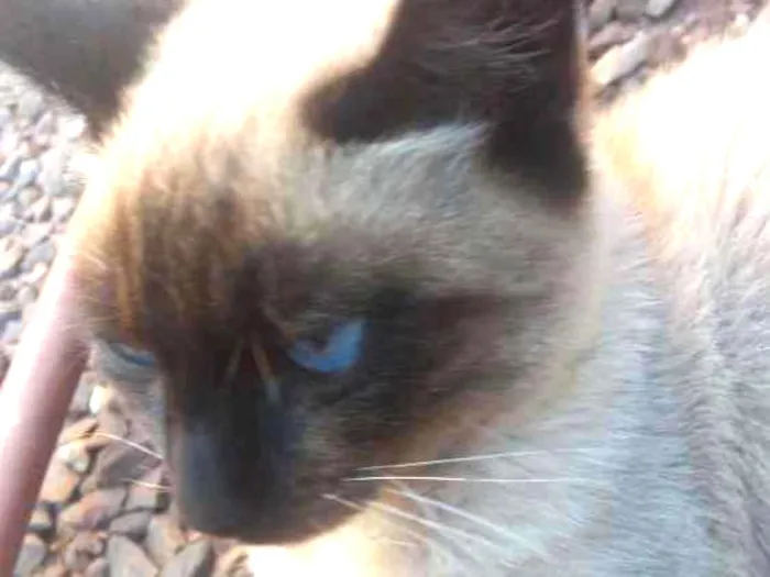 Gato ra a siamês idade 2 a 6 meses nome luca