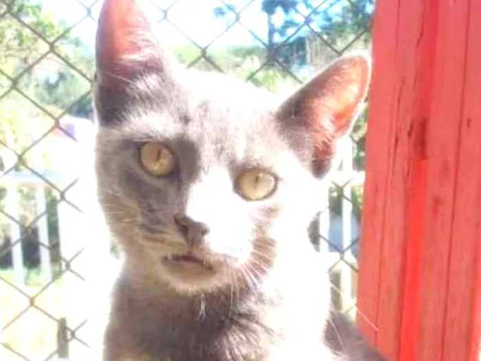 Gato ra a srd idade 2 a 6 meses nome Miu