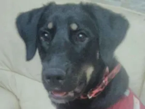 Cachorro raça SRD idade 7 a 11 meses nome Bettina