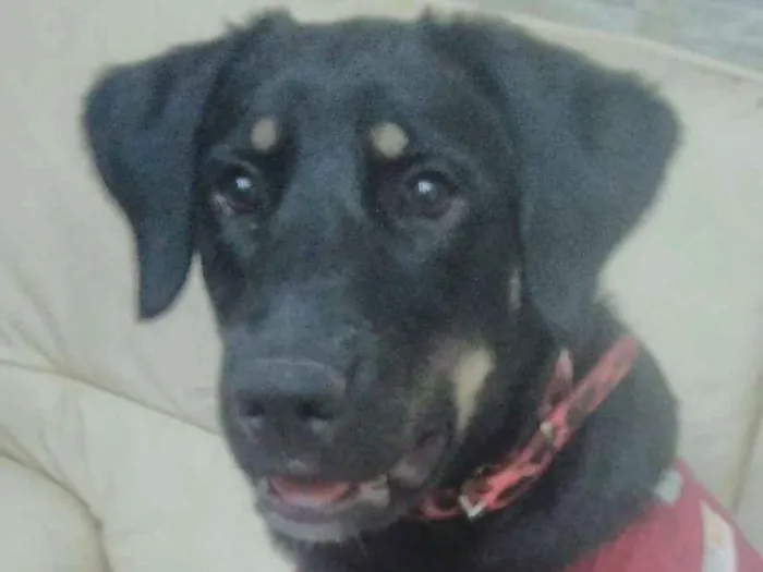 Cachorro ra a SRD idade 7 a 11 meses nome Bettina