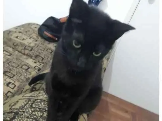 Gato ra a  idade 1 ano nome Leona