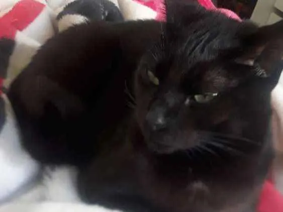 Gato ra a  idade 1 ano nome Leona