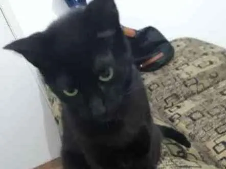 Gato ra a  idade 1 ano nome Leona